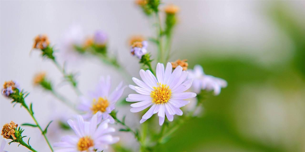 绿色雏菊花语与寓意（用绿色雏菊的花语传达爱、希望和忠诚）