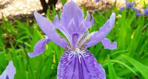 马兰花的花语及其象征意义（探索马兰花的深邃内涵与美丽意义）