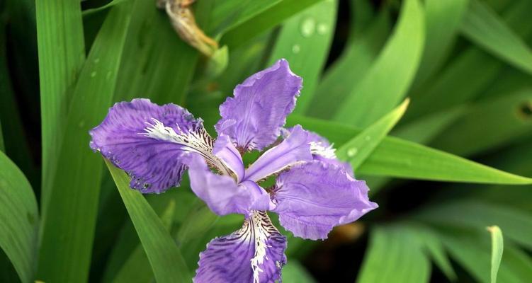 马兰花的花语及其象征意义（探索马兰花的深邃内涵与美丽意义）