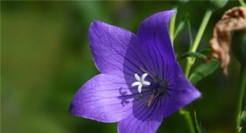 以玛格烈菊花（揭示以玛格烈菊花所蕴含的友谊与忠诚）