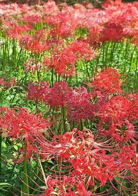 曼珠沙华的花语——繁花似锦，寄托美好的祝愿（盛开的曼珠沙华，传递幸福和希望的力量）