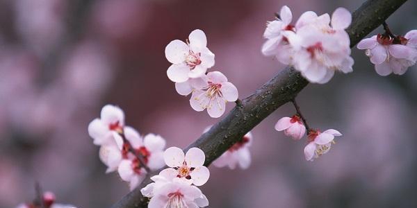 梅花的花语与意义（传承百年的美丽语言）