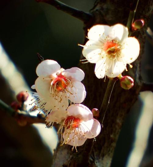 梅花的精神象征意义（探索梅花的坚韧、纯洁与希望之美）