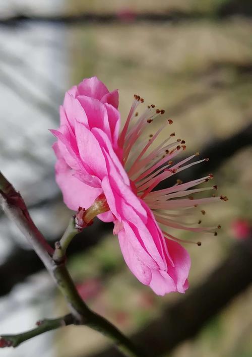 梅花的精神象征意义（探索梅花的坚韧、纯洁与希望之美）