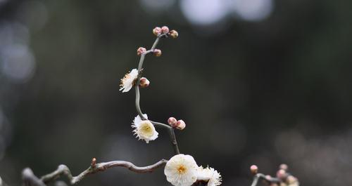 梅花的寓意与象征——冬季中的坚韧之花（探索梅花美学中的独特意义）