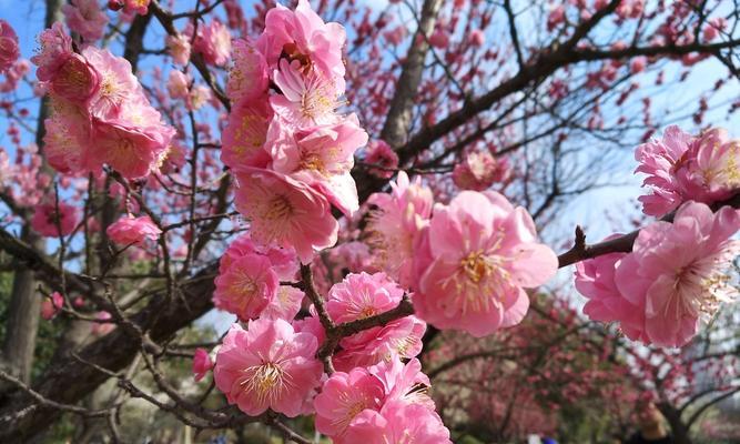 梅花的寓意与花语（冬日坚韧之美）