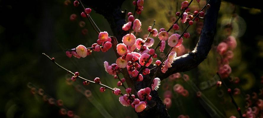 梅花的寓意与花语（冬日坚韧之美）