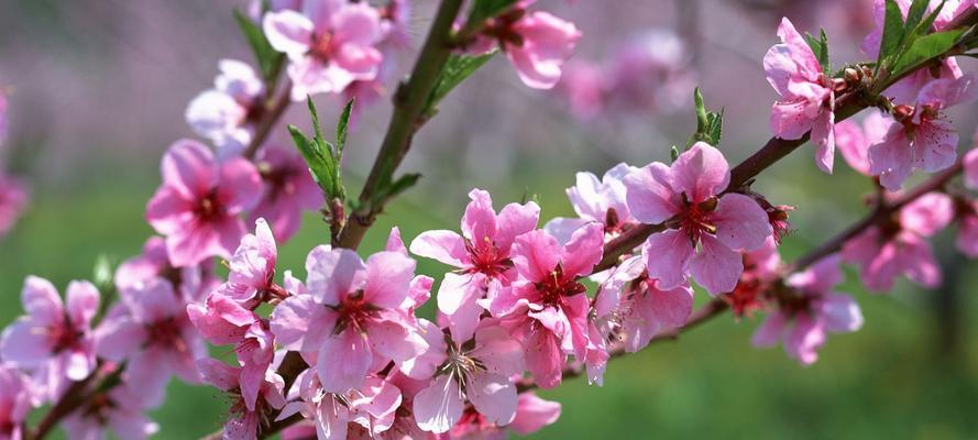 梅花的花语与象征意义（凛冬中的坚韧与希望——梅花的花语深意）