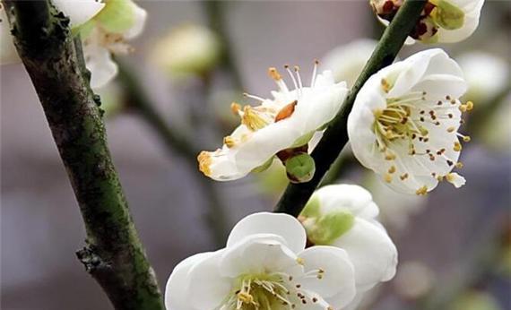 梅花的花语与象征意义（凛冬中的坚韧与希望——梅花的花语深意）