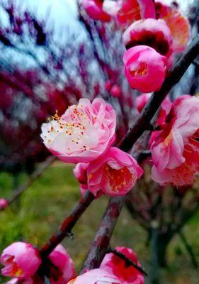 冬天梅花的坚韧与美丽（冬日梅花的绽放，传递着春天的希望和力量）