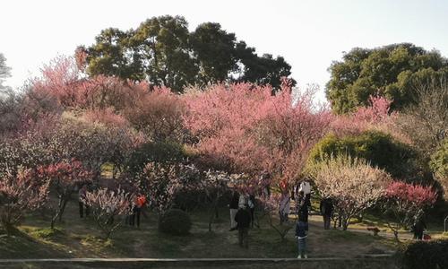 梅花的品质与象征意义（梅花的美丽坚强，给予我们勇气与希望）