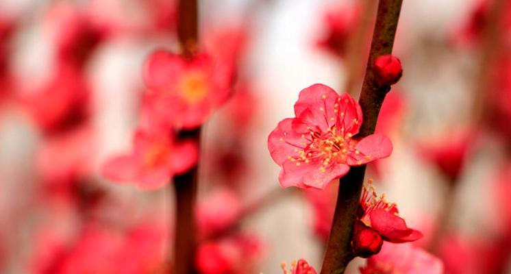 梅花的象征意义（探索梅花的深层内涵，了解其独特的象征意义）