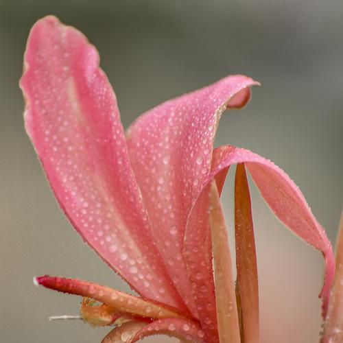 美人蕉花语的含义及象征（美人蕉花语的起源和传承）