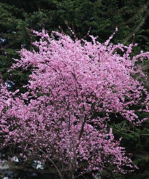 美人梅花语——娇艳绽放的女性韵味（美人梅花语，探寻女性的自信与坚韧之美）