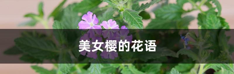 美人樱的花语——繁华背后的柔情（美人樱的花语与生活的美好相遇）