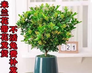 米兰花（神秘的花语与传说，揭开守护之花的秘密）