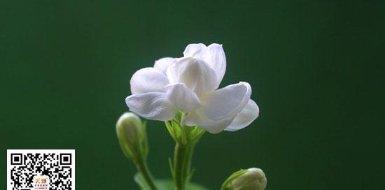 茉莉花的花语和寓意（茉莉花的象征意义及其文化内涵）