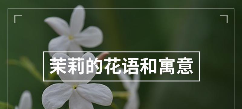 茉莉花语和寓意（解读茉莉花语，寓意传递之道）