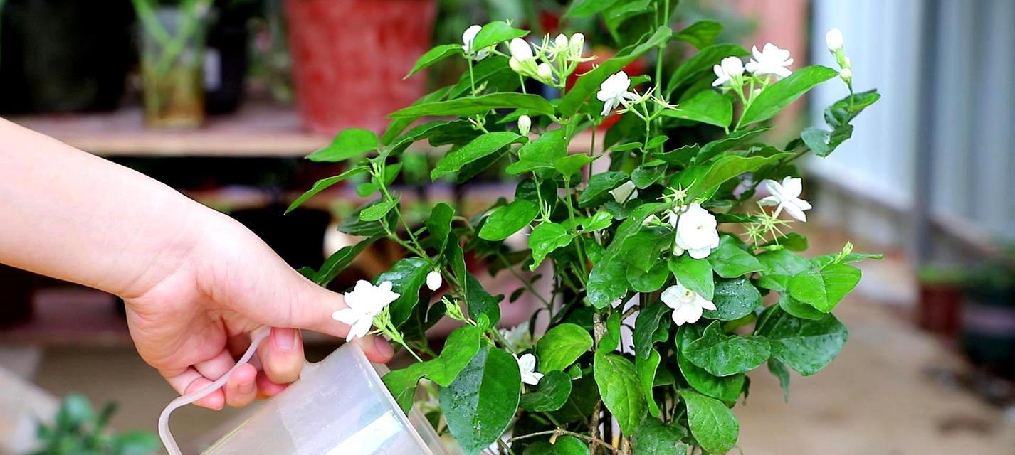 茉莉花的寓意与意义（解读茉莉花的象征与美丽）