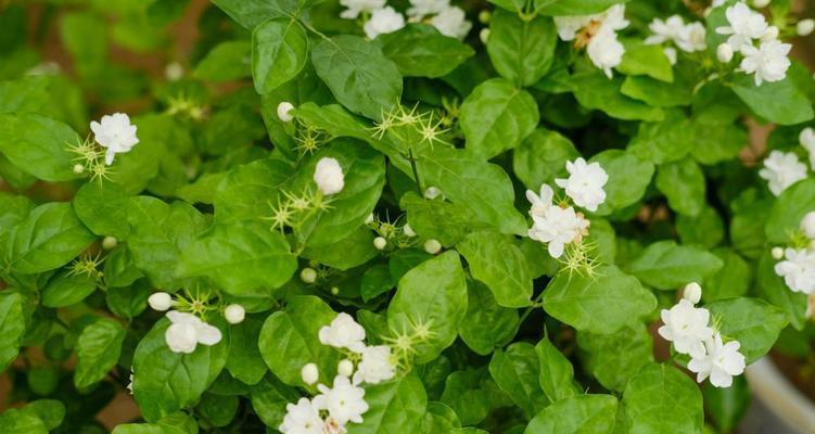 茉莉花语，传递真挚之情（茉莉花的花语及其寓意解析）