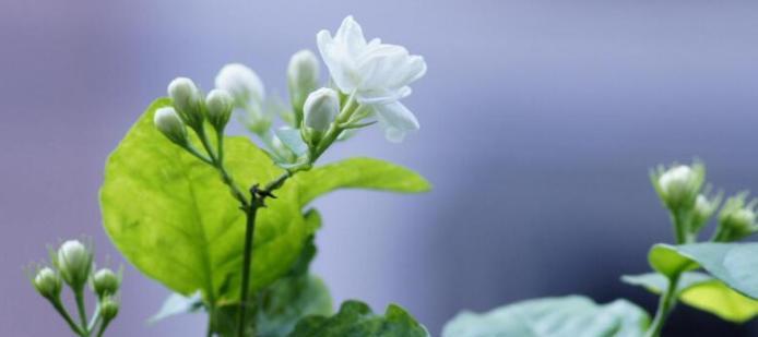 茉莉花的花语与寓意（传递温暖和纯洁的鲜花──茉莉花）