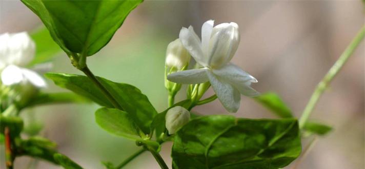 茉莉花的花语及其意义（解读茉莉花的花语，传递美好的寓意）