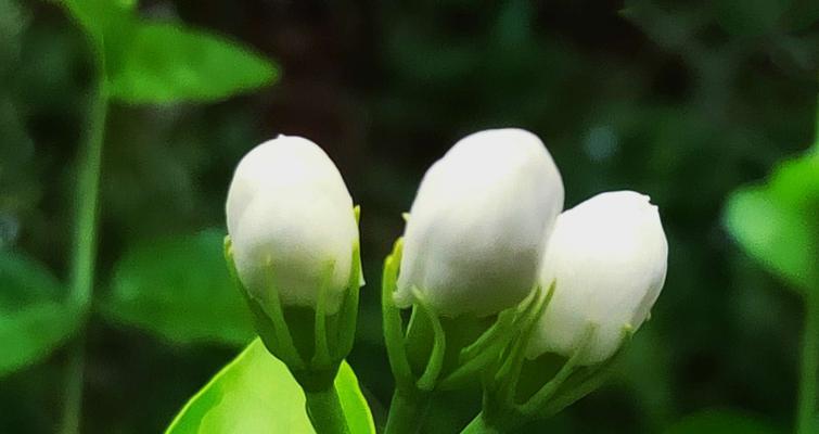 茉莉花的花语及其意义（解读茉莉花的花语，传递美好的寓意）