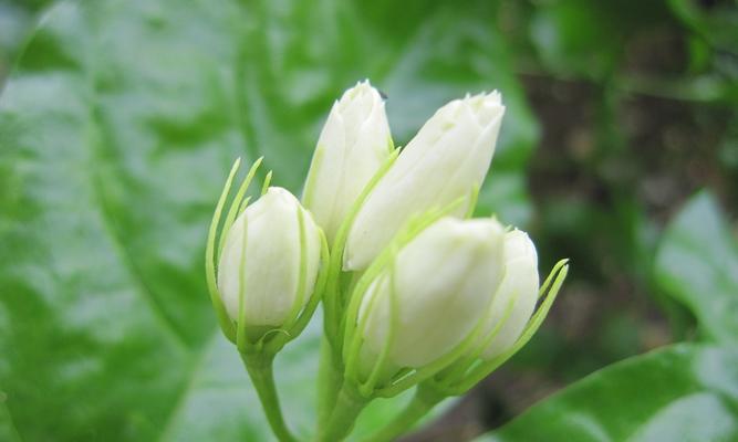 茉莉花语（茉莉花语的魅力与意义）