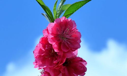 桃花的象征意义（桃花与美丽、爱情、繁荣的关系）