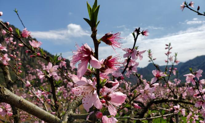 桃花的象征意义（桃花与美丽、爱情、繁荣的关系）