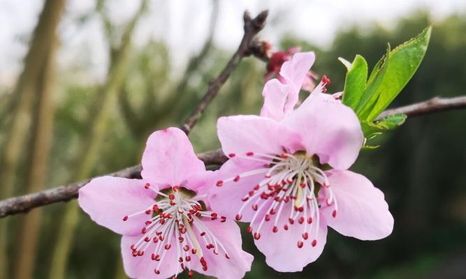 桃花的象征意义（桃花与美丽、爱情、繁荣的关系）