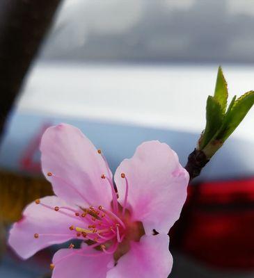 桃花的花语和寓意——传递爱与希望的桃花之语（桃花的象征含义及其在文化中的重要作用）