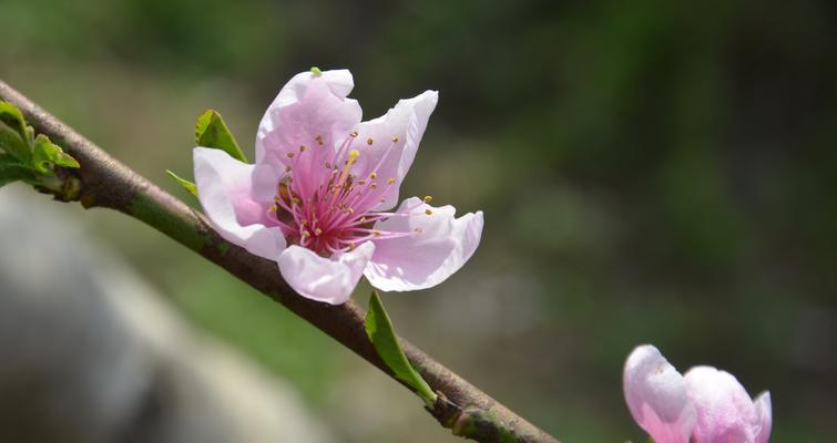 桃花的花语和寓意——传递爱与希望的桃花之语（桃花的象征含义及其在文化中的重要作用）