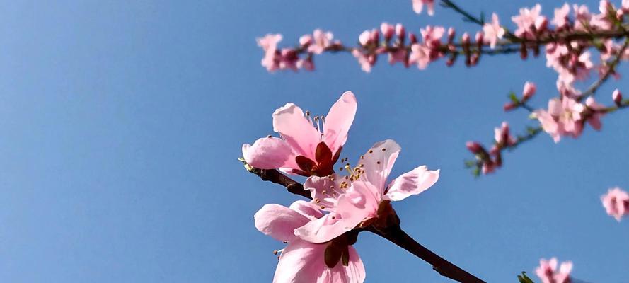 桃花花语与寓意的奥秘（探索桃花的花语，解读幸福与爱情的秘密）