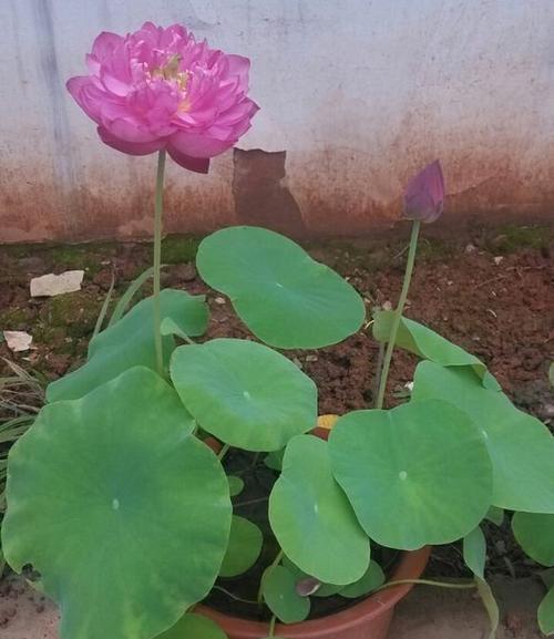 碗莲的花语与寓意（探索碗莲花的内涵，传递美丽与祝福）