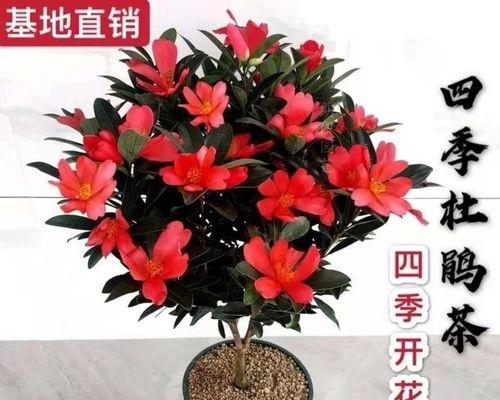 四季杜鹃花，寒冷中的绚烂美（品种丰富，生命力强，适应性强）