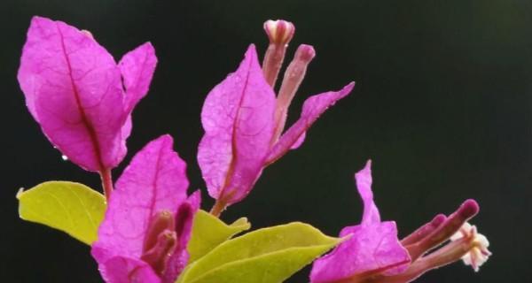 威海市花——波斯菊的美丽与寓意（探寻波斯菊的历史渊源及威海市花的象征意义）