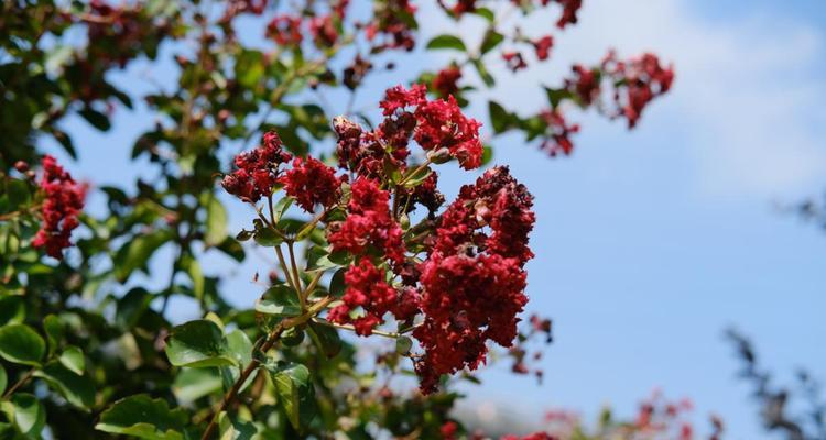 威海市花——波斯菊的美丽与寓意（探寻波斯菊的历史渊源及威海市花的象征意义）