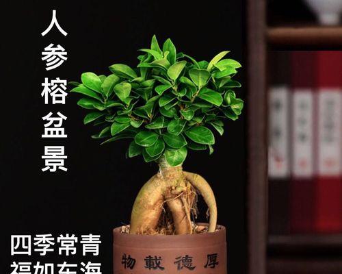 如何正确养护盆栽榕树？（从栽培到养护，让你轻松打造居家绿色空间）