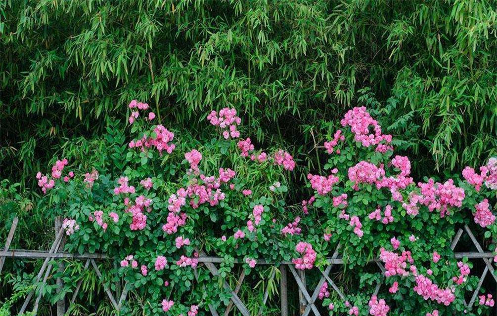 蔷薇花的种植与养护（学习如何种植和护理这美丽的花卉）