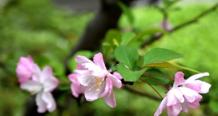 以西府海棠的花语与寓意（揭示以西府海棠传递的情感和象征意义）