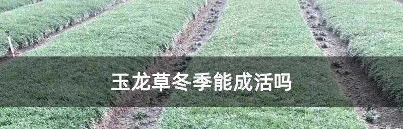 玉龙草的种植与养护（打造盆景好手，从玉龙草开始）