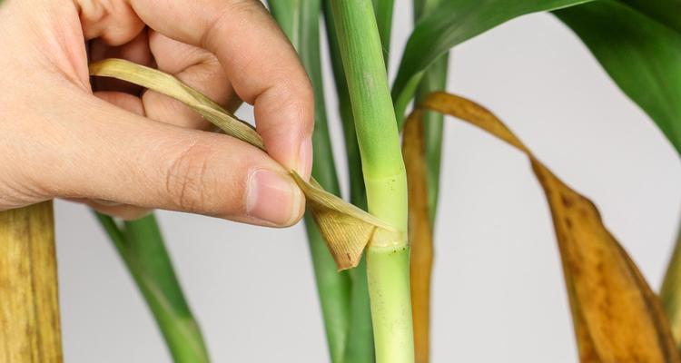 转运竹花的养殖方法（了解竹花特性，科学种植，收获盆景之美）