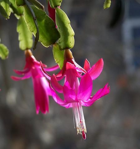 仙人指花语（揭秘仙人指花语的象征之美）