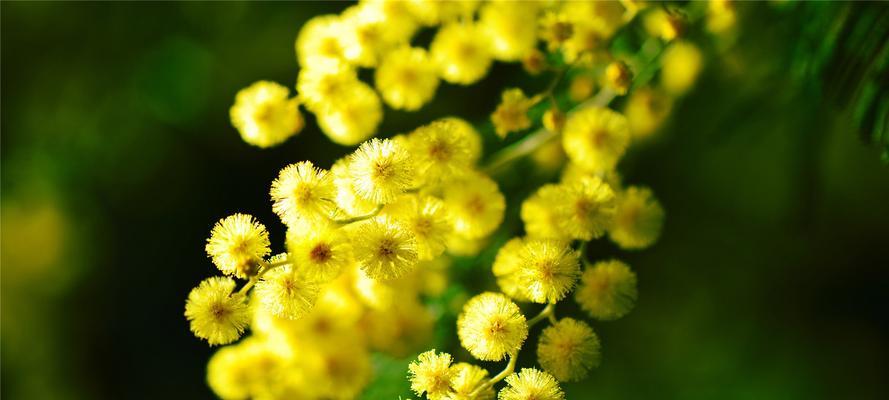 鲜花的象征意义和代表之道（花海中的情感表达与内涵）