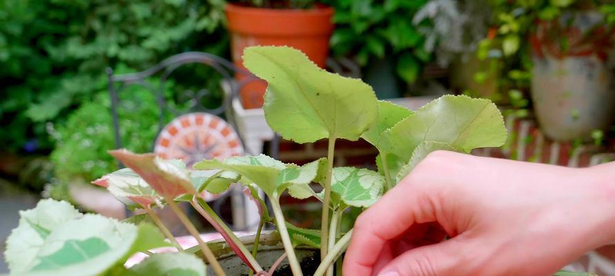 《怎样处理仙客来花谢了？》（为你的花园保驾护航）