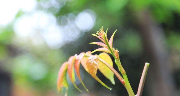 香椿树开花的美丽寓意（香椿花开，预示着什么？）