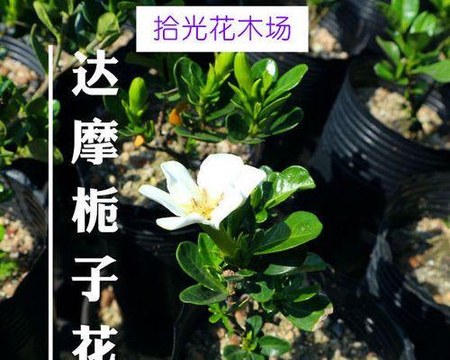 栀子花开出果实，丰收收获（探究栀子花会结果的原因及其应用价值）