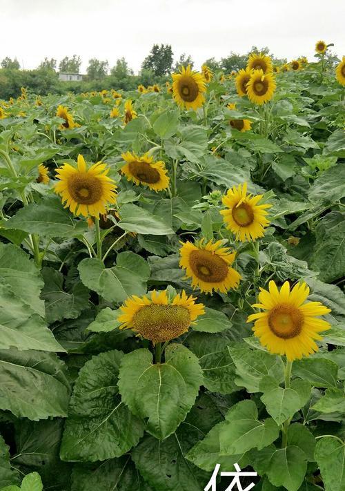 向阳花的花语及其意义（向阳花的寓意与象征、花语传达的情感与价值）