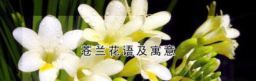 小苍兰花（探寻小苍兰花语的深刻寓意）